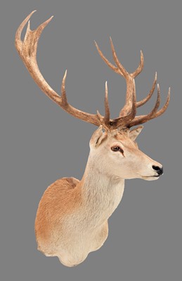 Lot 157 - Taxidermy: Australian Red Deer (Cervus...