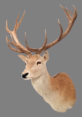 Lot 157 - Taxidermy: Australian Red Deer (Cervus...