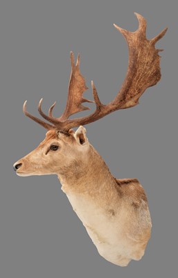 Lot 287 - Taxidermy: Australian Fallowbuck (Dama dama),...