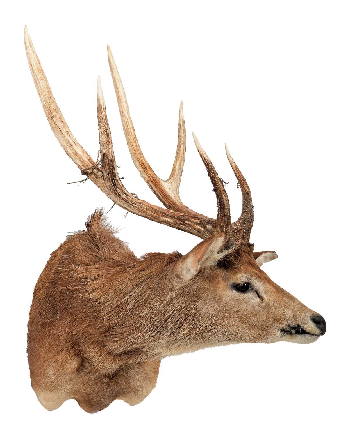 Lot 149 - Taxidermy: Australian Feral Rusa deer (Rusa...