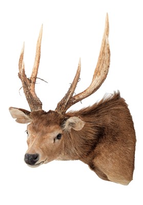 Lot 149 - Taxidermy: Australian Feral Rusa deer (Rusa...