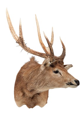 Lot 149 - Taxidermy: Australian Feral Rusa deer (Rusa...