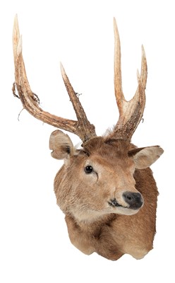 Lot 149 - Taxidermy: Australian Feral Rusa deer (Rusa...