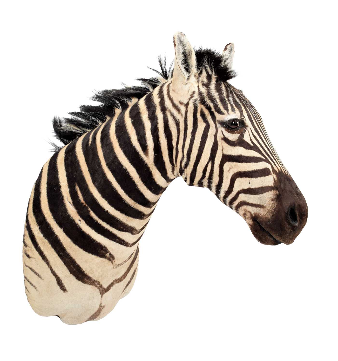 Lot 297 - Taxidermy: Burchell's Zebra (Equus quagga...