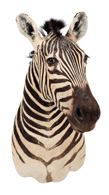 Lot 297 - Taxidermy: Burchell's Zebra (Equus quagga...