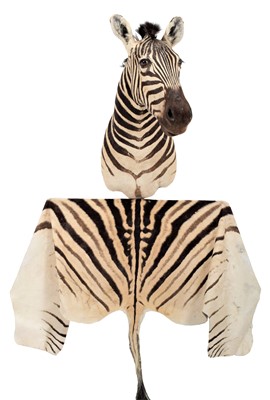 Lot 297 - Taxidermy: Burchell's Zebra (Equus quagga...