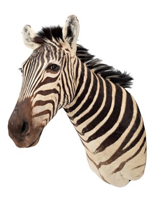 Lot 297 - Taxidermy: Burchell's Zebra (Equus quagga...