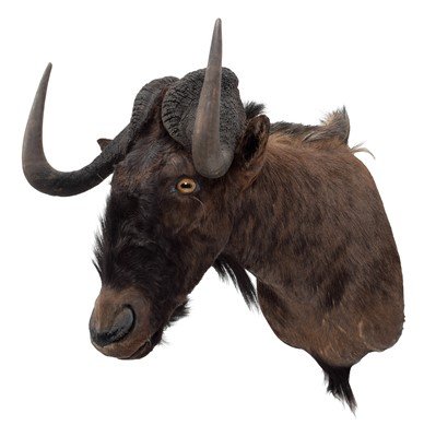 Lot 2275 - Taxidermy: Black Wildebeest (Connochaetes...