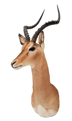 Lot 238 - Taxidermy: Common Impala (Aepyceros Melampus),...