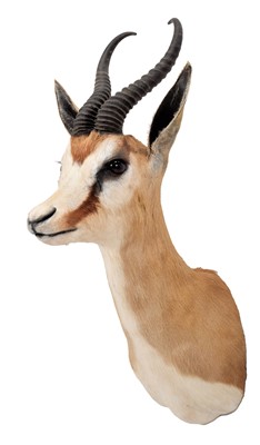 Lot 303 - Taxidermy: South African Springbok (Antidorcas...