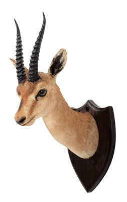 Lot 309 - Taxidermy: Indian Chinkara (Gazella bennettii),...