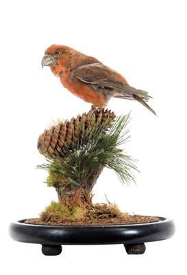 Lot 320 - Taxidermy: Scottish Crossbill (Loxia scotica),...