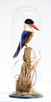 Lot 318 - Taxidermy: Black-capped Kingfisher (Halcyon...