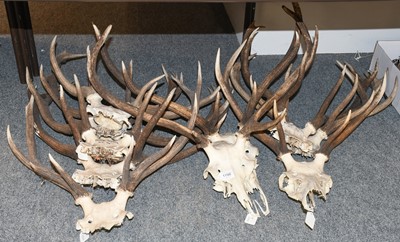 Lot 1198 - Antlers/Horns: A Group of Red Deer Antlers...