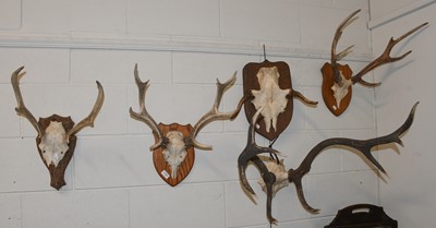 Lot 1190 - Antlers/Horns: A Group of Sika & Red Deer...