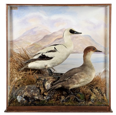 Lot 300 - Taxidermy: A Cased Pair of Smew (Mergellus...