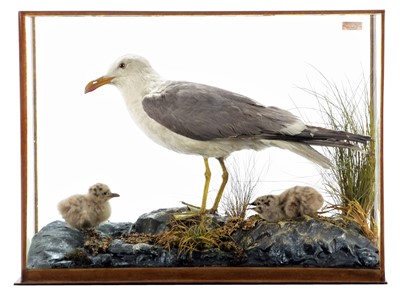 Lot 306 - Taxidermy: A Cased Lesser Black-backed Gull...