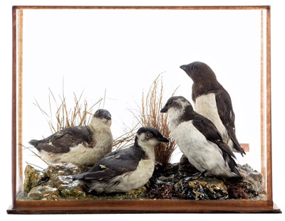 Lot 273 - Taxidermy: A Cased Group of Little Auks (Alle...