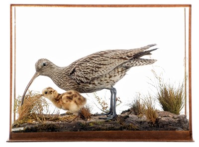 Lot 104 - Taxidermy: A Cased Eurasian Curlew & Chick...