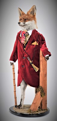 Lot 310 - Taxidermy: An Anthropomorphic Huntsman Red Fox...