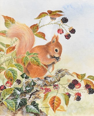 Lot 1079 - Claire Comerford Red squirral eating...