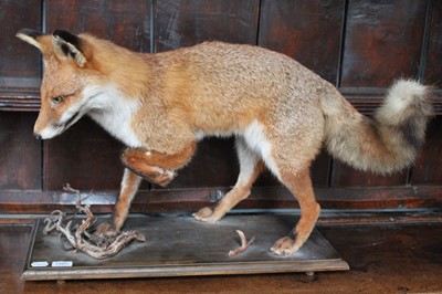 Lot 1365 - Taxidermy: A European Red Fox (Vulpes vulpes),...