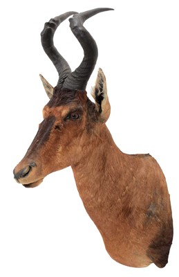 Lot 1148 - Taxidermy: Cape Red Hartebeest (Alcelaphus...