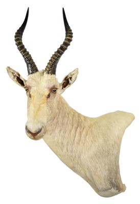 Lot 312 - Taxidermy: White Blesbok (Damaliscus pygargus...