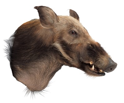 Lot 323 - Taxidermy: African Bushpig (Potamochoerus...