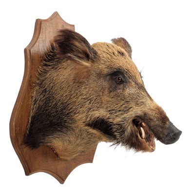 Lot 1106 - Taxidermy: A European Wild Boar (Sus scrofa),...