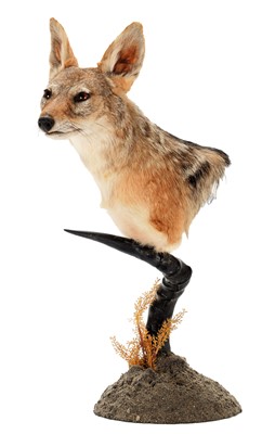 Lot 314 - Taxidermy: Black-Backed Jackal (Canis...