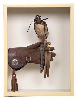 Lot 180 - Taxidermy: A Cased European Sparrowhawk...