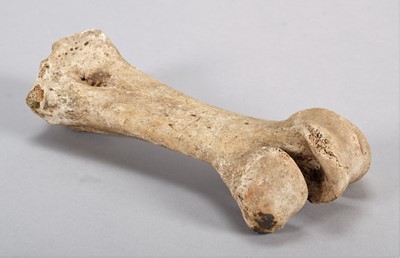 Lot 119 - Skeletons: Eastern Moa Leg Bone (†Emeus...