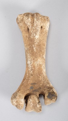 Lot 119 - Skeletons: Eastern Moa Leg Bone (†Emeus...