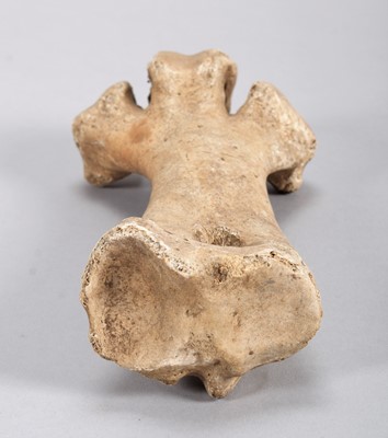 Lot 119 - Skeletons: Eastern Moa Leg Bone (†Emeus...