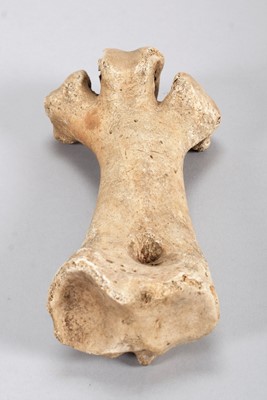 Lot 119 - Skeletons: Eastern Moa Leg Bone (†Emeus...