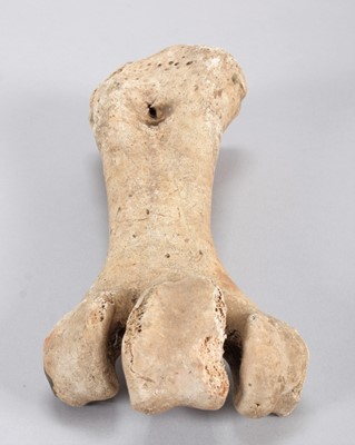 Lot 119 - Skeletons: Eastern Moa Leg Bone (†Emeus...