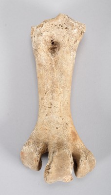 Lot 119 - Skeletons: Eastern Moa Leg Bone (†Emeus...