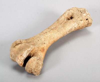 Lot 119 - Skeletons: Eastern Moa Leg Bone (†Emeus...