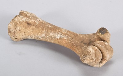 Lot 119 - Skeletons: Eastern Moa Leg Bone (†Emeus...