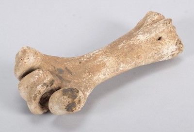 Lot 119 - Skeletons: Eastern Moa Leg Bone (†Emeus...