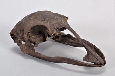 Lot 130 - Skulls: Eastern Moa Skull (†Emeus crassus), an...