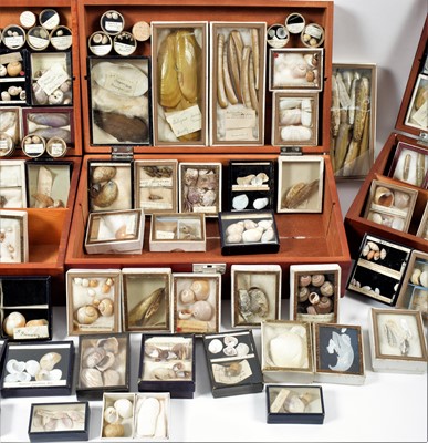 Lot 131 - Conchology: A Large Collection of Late 19th...