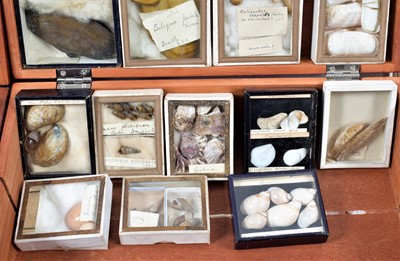 Lot 131 - Conchology: A Large Collection of Late 19th...