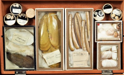 Lot 131 - Conchology: A Large Collection of Late 19th...