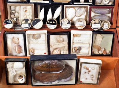 Lot 131 - Conchology: A Large Collection of Late 19th...