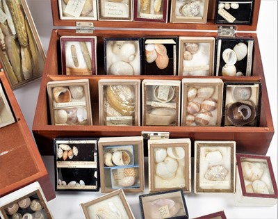 Lot 131 - Conchology: A Large Collection of Late 19th...