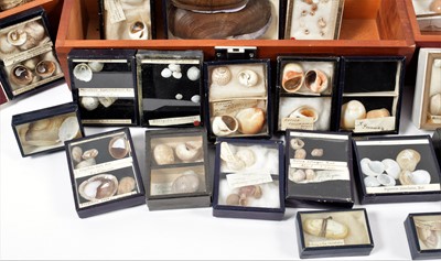 Lot 131 - Conchology: A Large Collection of Late 19th...
