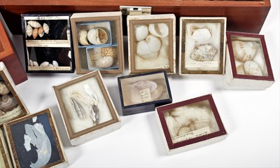 Lot 131 - Conchology: A Large Collection of Late 19th...