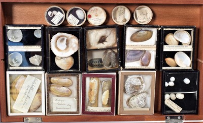 Lot 131 - Conchology: A Large Collection of Late 19th...